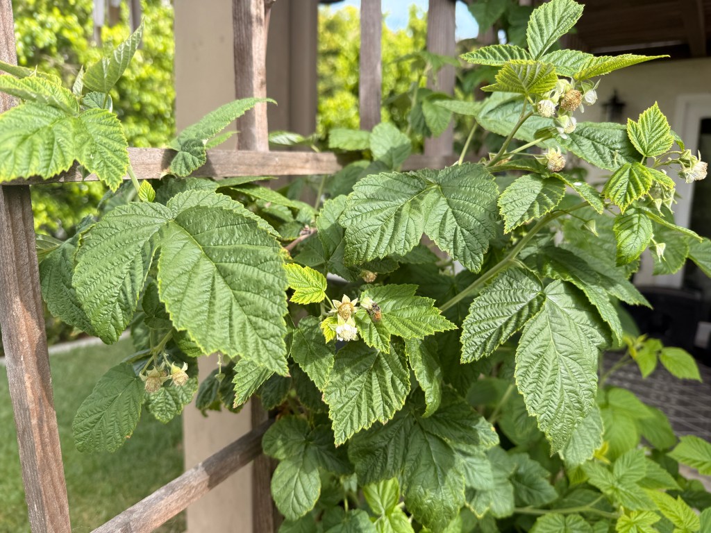 My favorite things in the garden right&nbsp;now