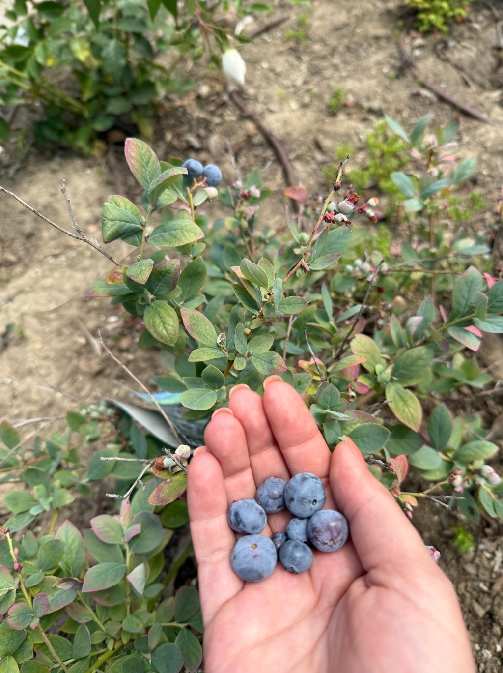 Quick Blueberry Sauce